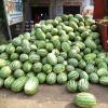 Watermelon On the Street, Sisola Khurd